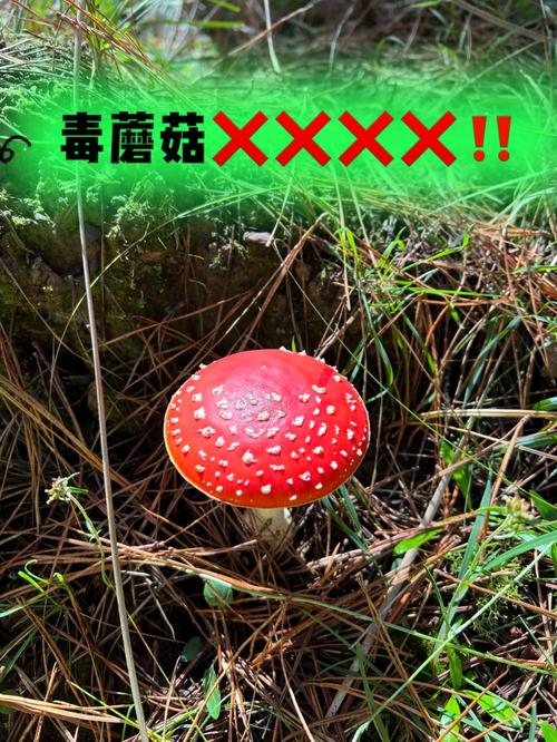 2025年新澳门天天开彩大全和一家6口吃蘑菇中毒与一家六口吃蘑菇中毒